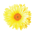 Calendula Officinalis